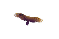Prismatic Collapse